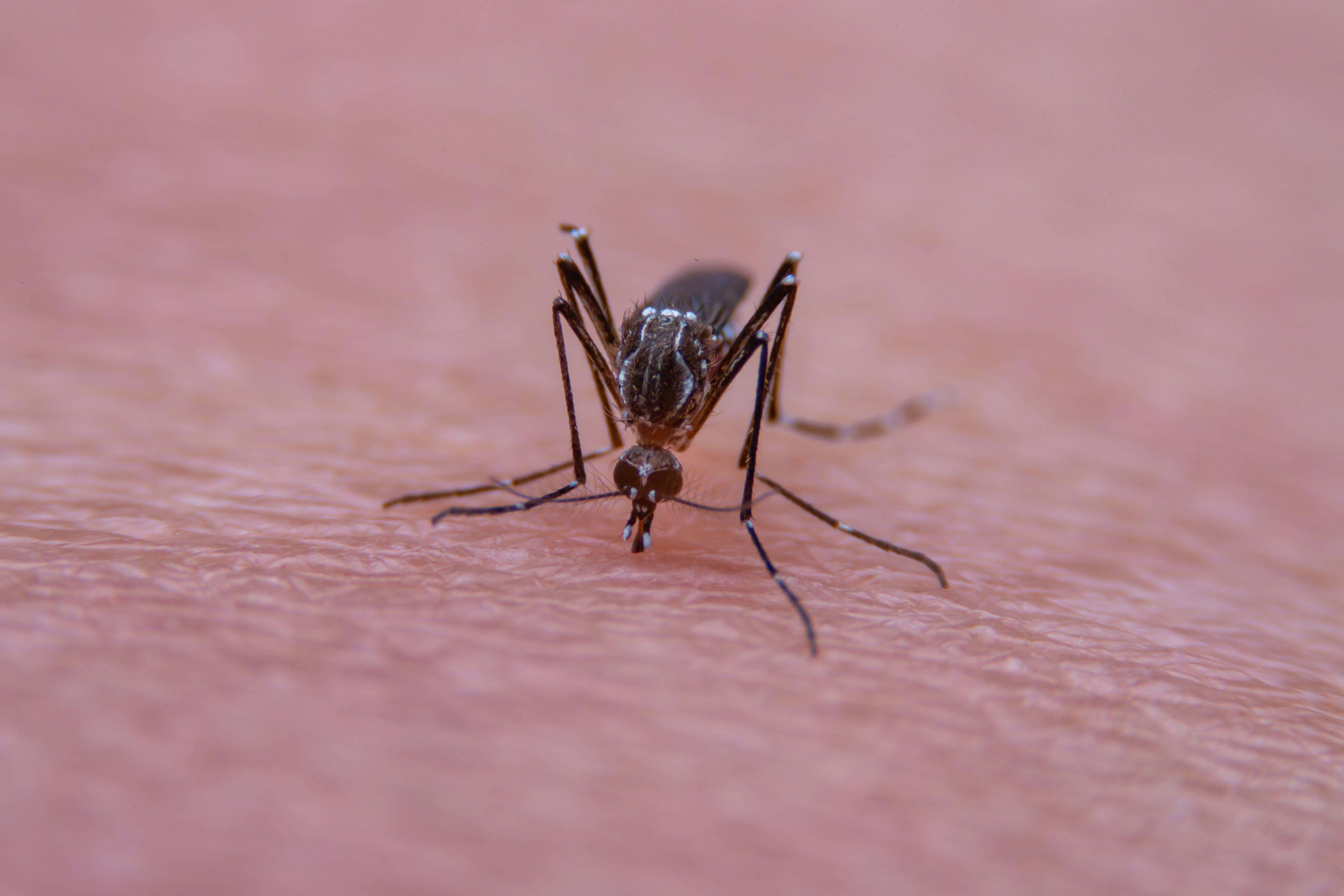 Mosquitos that can spread West Nile virus have been recently detected in the south of England (Alamy/PA)