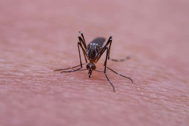 Mosquitos that can spread West Nile virus have been recently detected in the south of England (Alamy/PA)