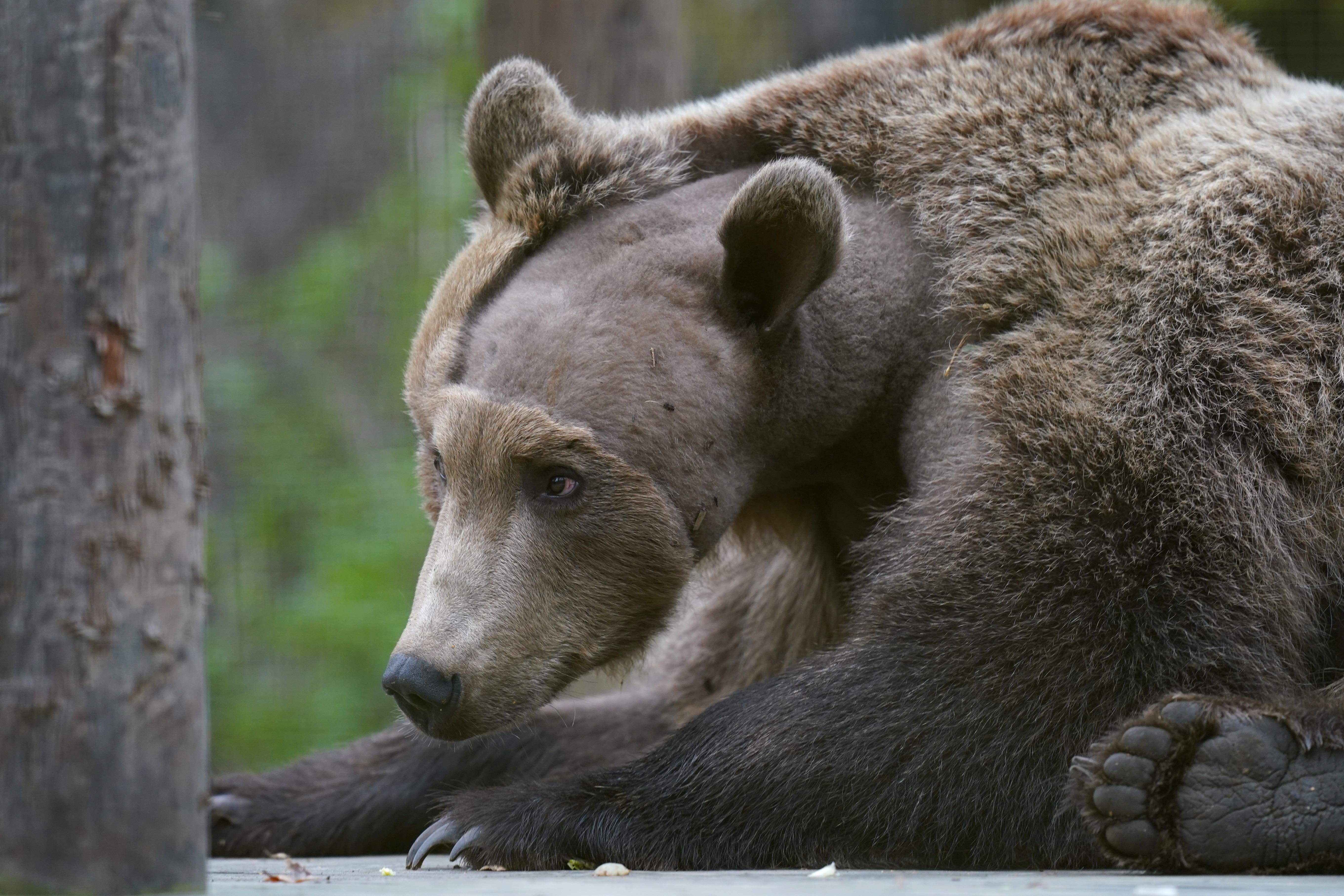 Boki in his enclosure at the Wildwood Trust in Canterbury, Kent (Gareth Fuller/PA)