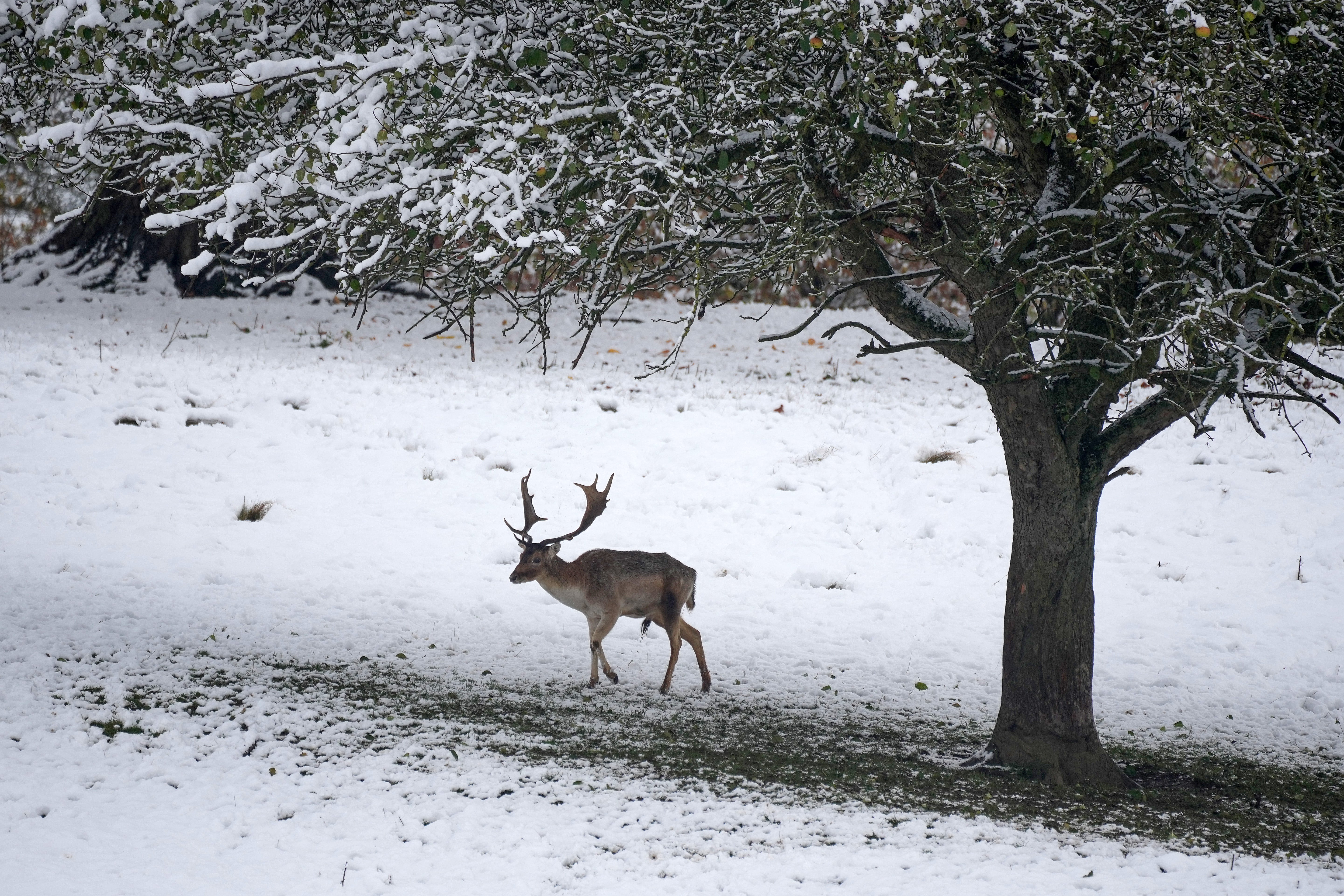 A deer forages for food in the derbyshire village of Edensor on 19 November 2024 in Chatsworth, United Kingdom