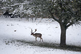 A deer forages for food in the Derbyshire village of Edensor on November 19, 2024 in Chatsworth, UK