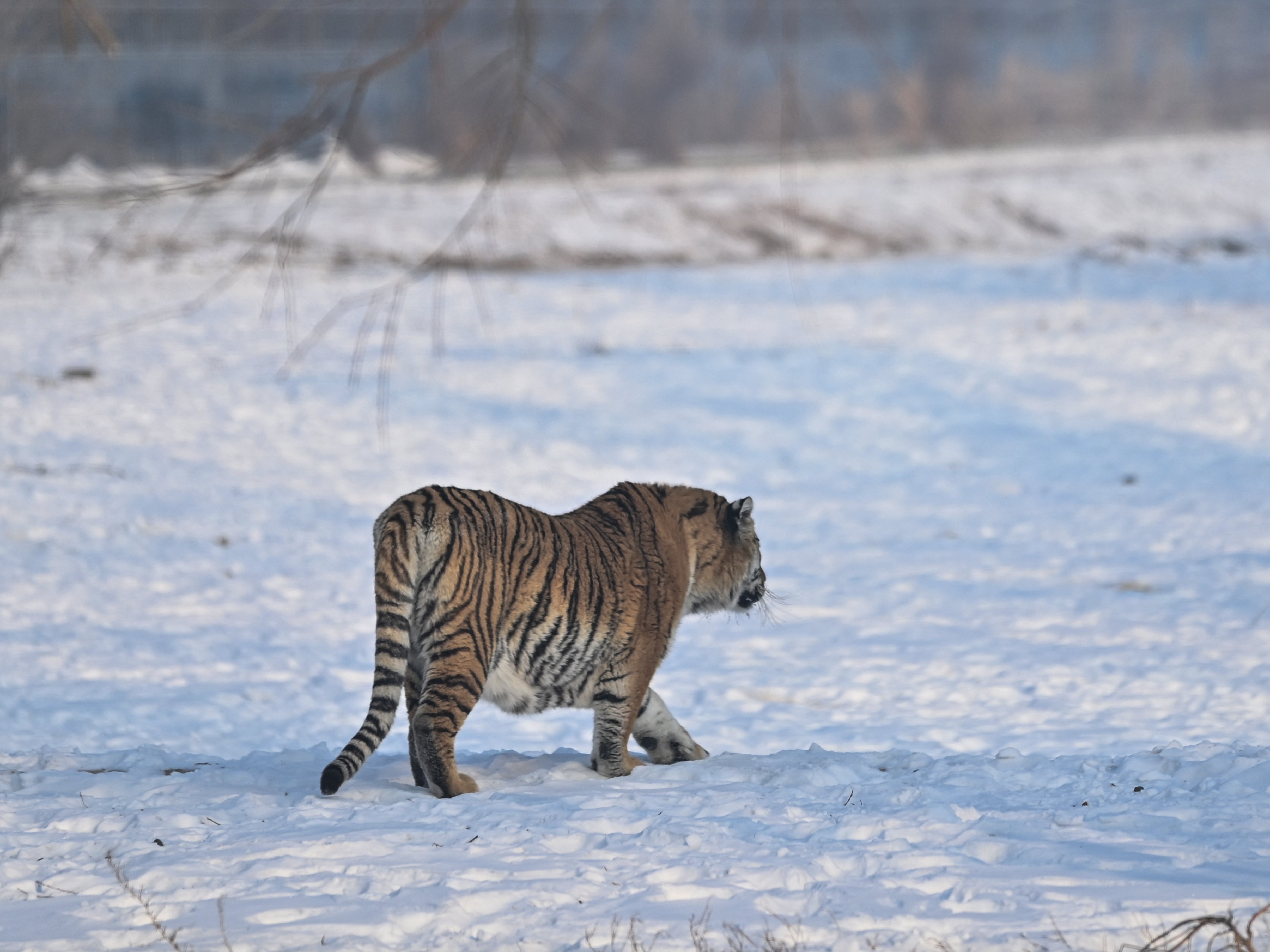 File. A Siberian tiger is seen at the Siberian Tiger Park in Harbin, in China's northeastern Heilongjiang province, on 6 January 2023