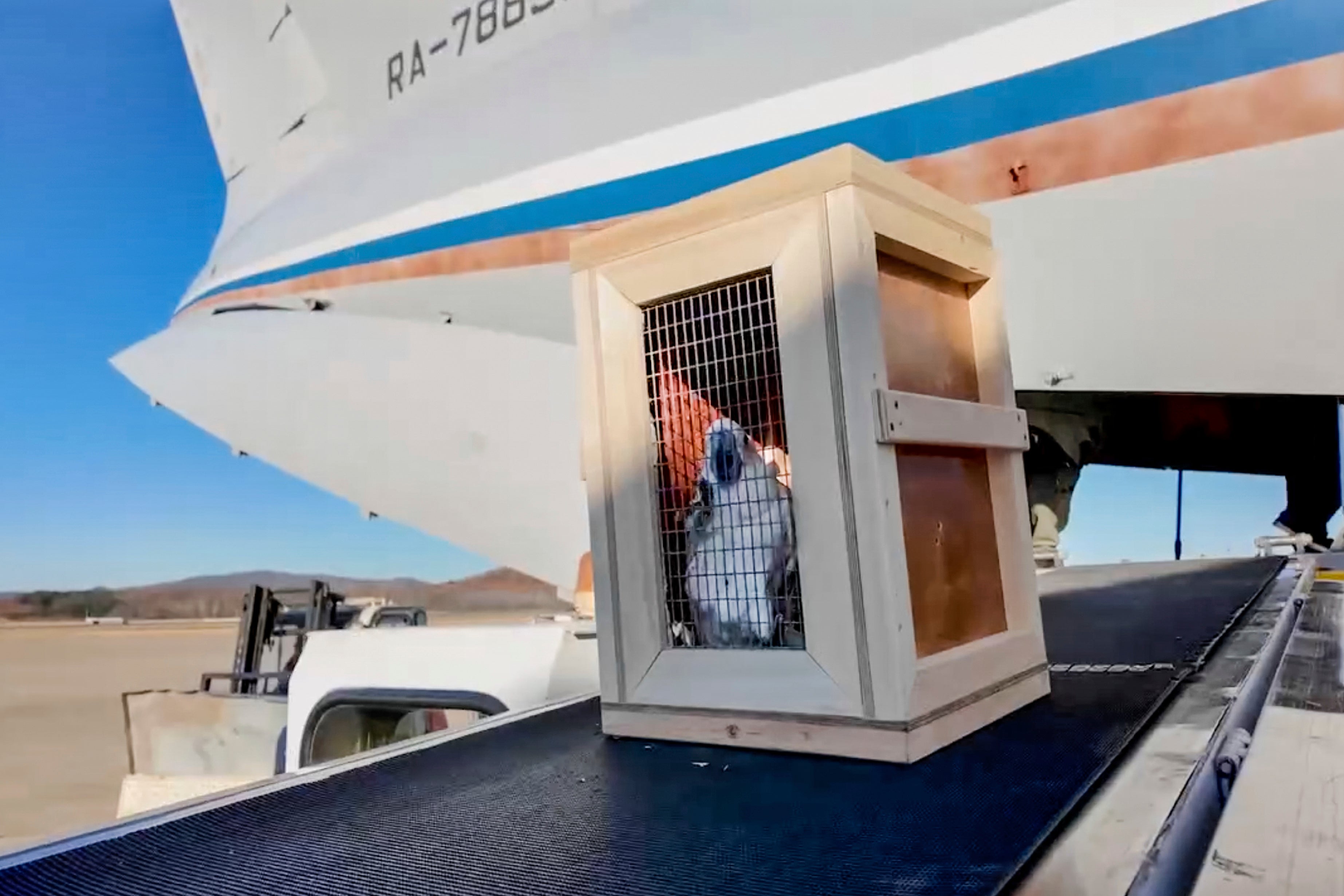 In this photo taken from video released by the Moscow Zoo official telegram channel on Wednesday, Nov. 20, 2024, a box containing a white cockatoo is unloaded from a Russian cargo plane at the International Airport in Pyongyang, North Korea after being delivered as a gift from Russian President Vladimir Putin. (Moscow Zoo official telegram channel via AP)