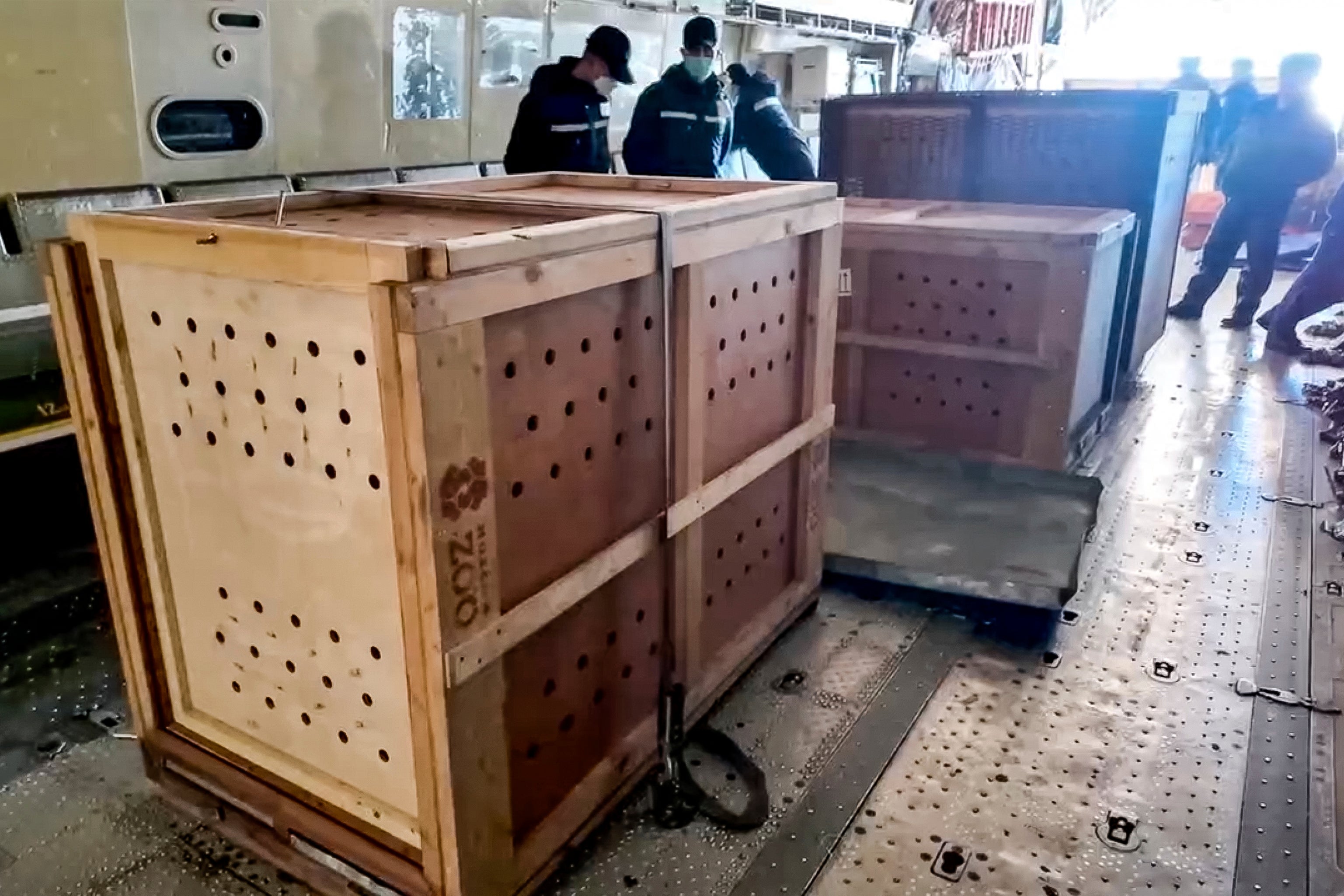 Russia North Korea Zoo