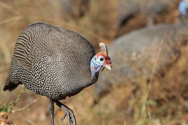 <p>A helmeted guineafowl walks through the grass, picking up its legs. Scientists at Yale University and other institutions used x-ray footage of one of these birds to measure its knee-joint poses and compare its function to dinosaurs </p>