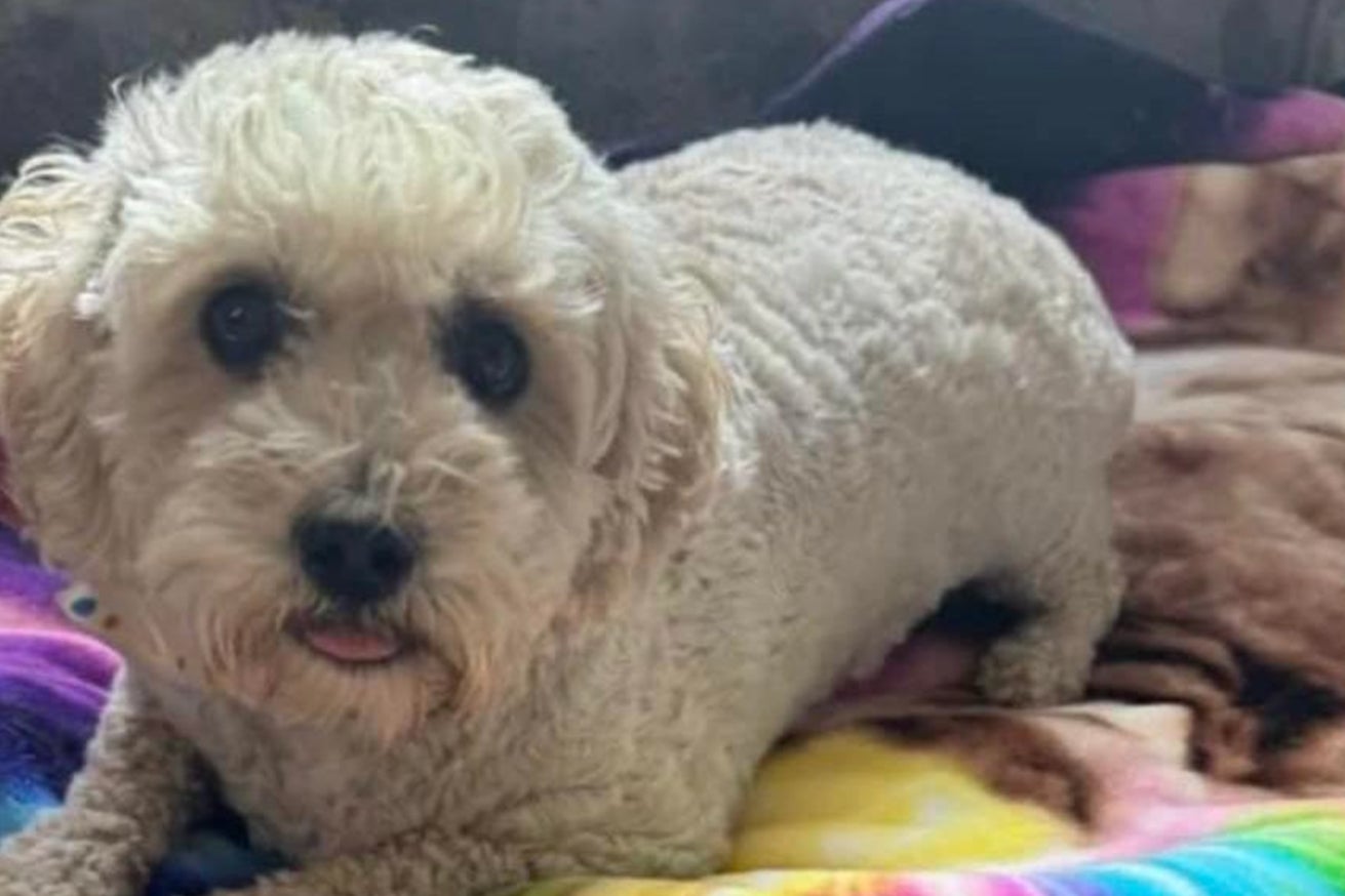 Pepe, a 3-year-old Maltese mix dog, was one of three animals that were allegedly tortured by Brook Scalero