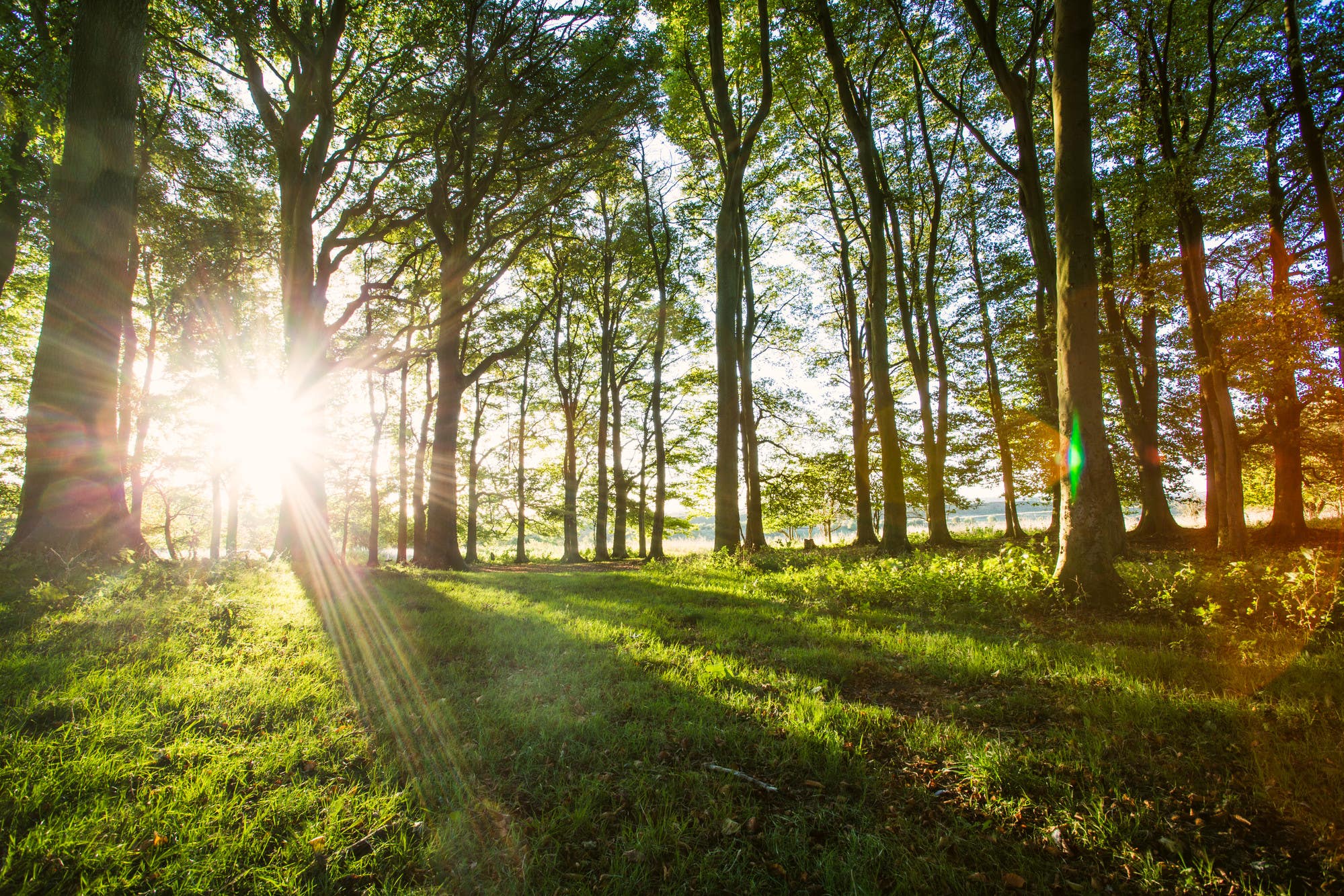 It is hoped a target of planting 100,000 trees will be completed by the South Downs National Park’s 15th birthday next year (Sam Moore/PA)