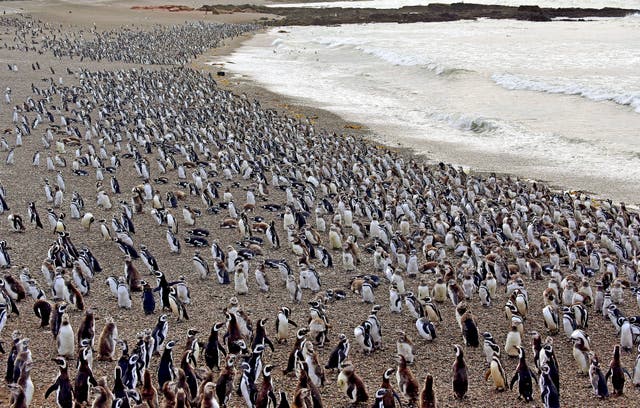 ARGENTINA-PINGÜINOS