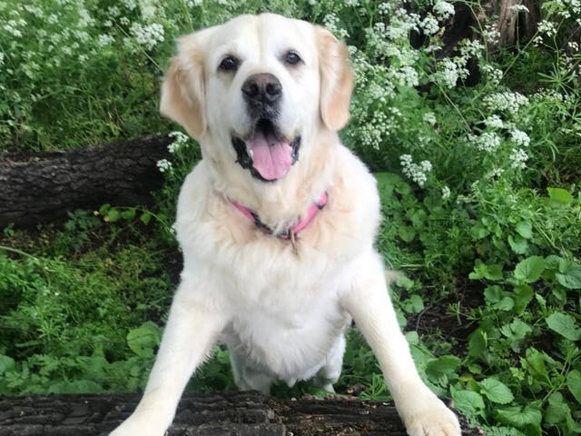 <p>It’s rock bottom for Muggles, and I need him on weight-loss drugs pronto. Excess weight can shorten a pet’s lifespan and reduce their quality of life</p>