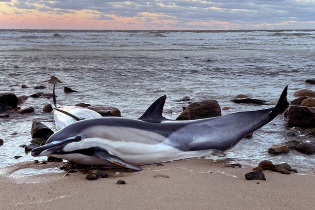 Stranded Dolphins