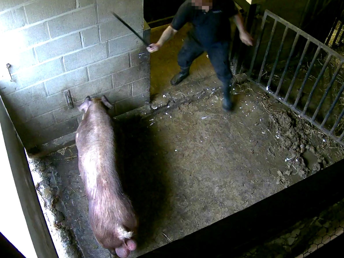 A worker wielding a long sharp tool, about to strike a pig on the head