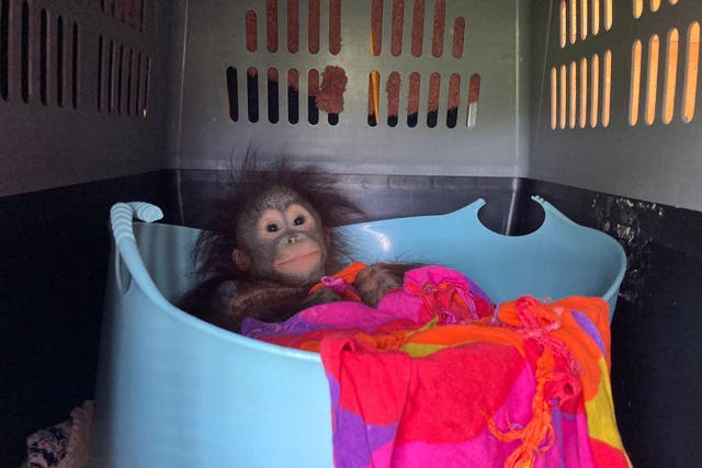 Kiwi on her journey to the UK to join Monkey World – Ape Rescue Centre (Monkey World/PA)