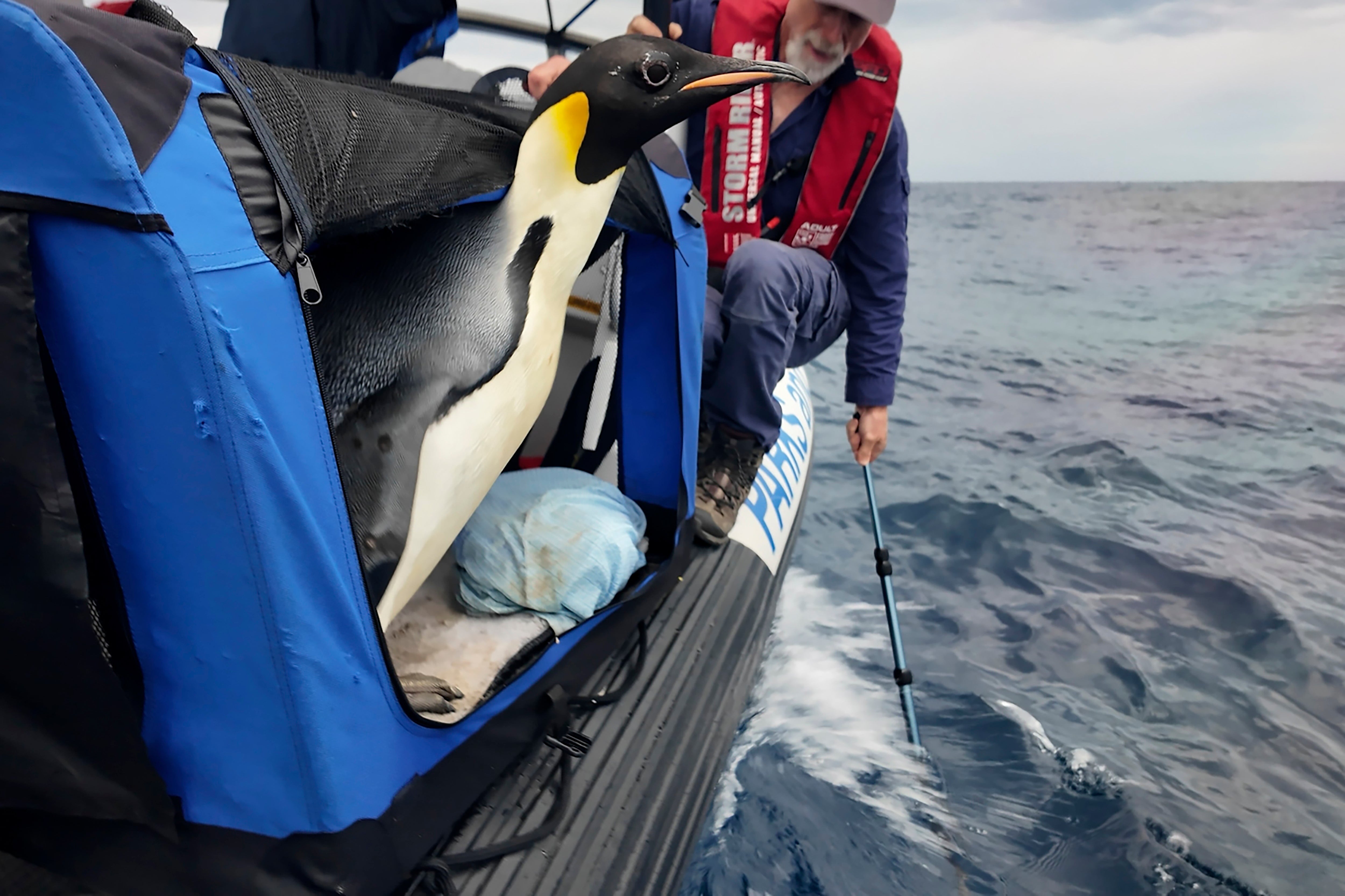 Australia Emperor Penguin