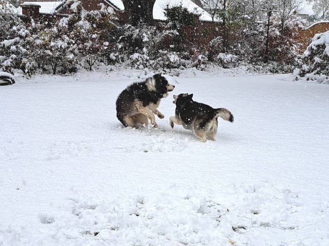 <p>My huskies duck into the snow / Pushing their snouts forward through the crystals of ice</p>