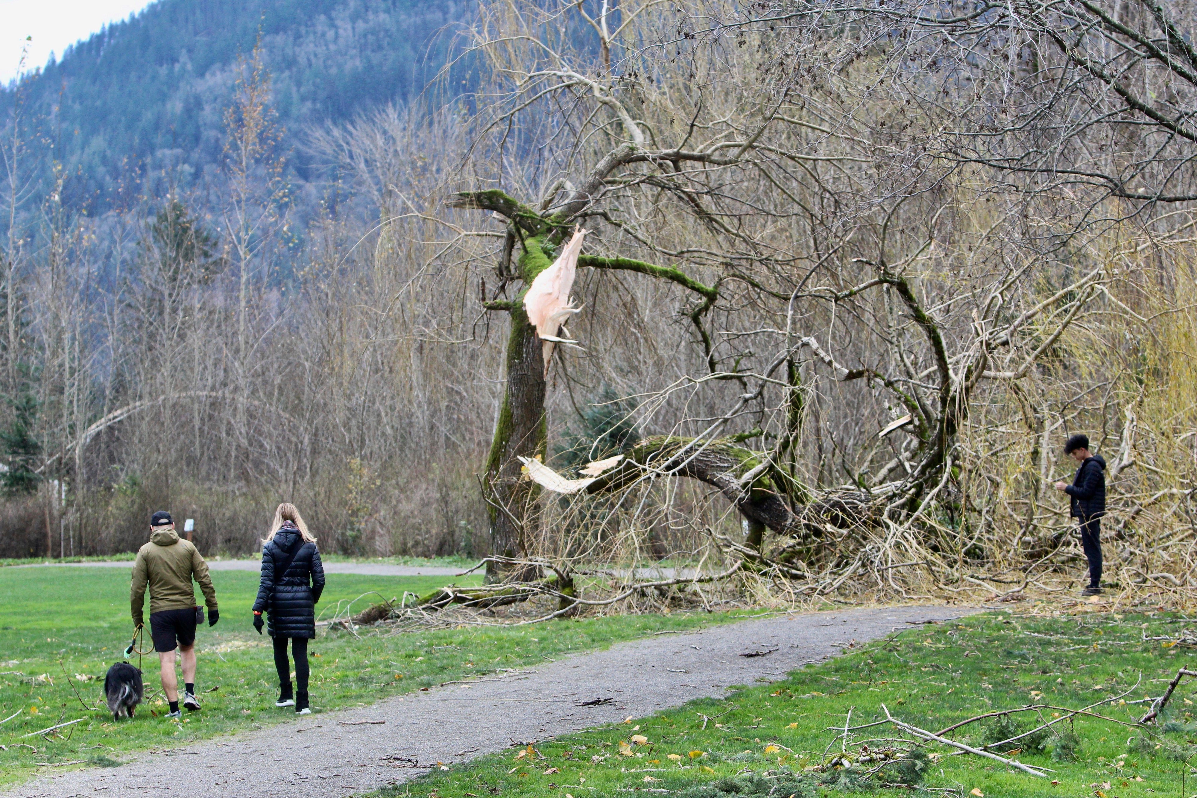 People walk by a tree snapped high winds brought by a ‘bomb cyclone’ storm in Issaquah, Washington, earlier this week. Washington was still under the threat of high winds and rains on Friday