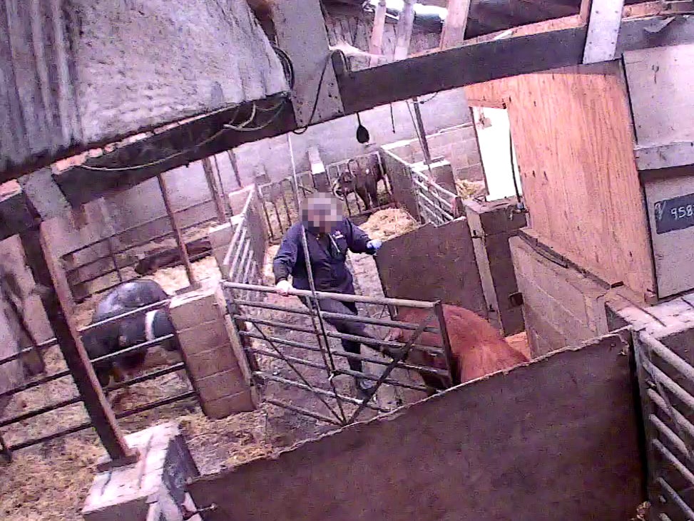 A worker caught on camera kicking an animal