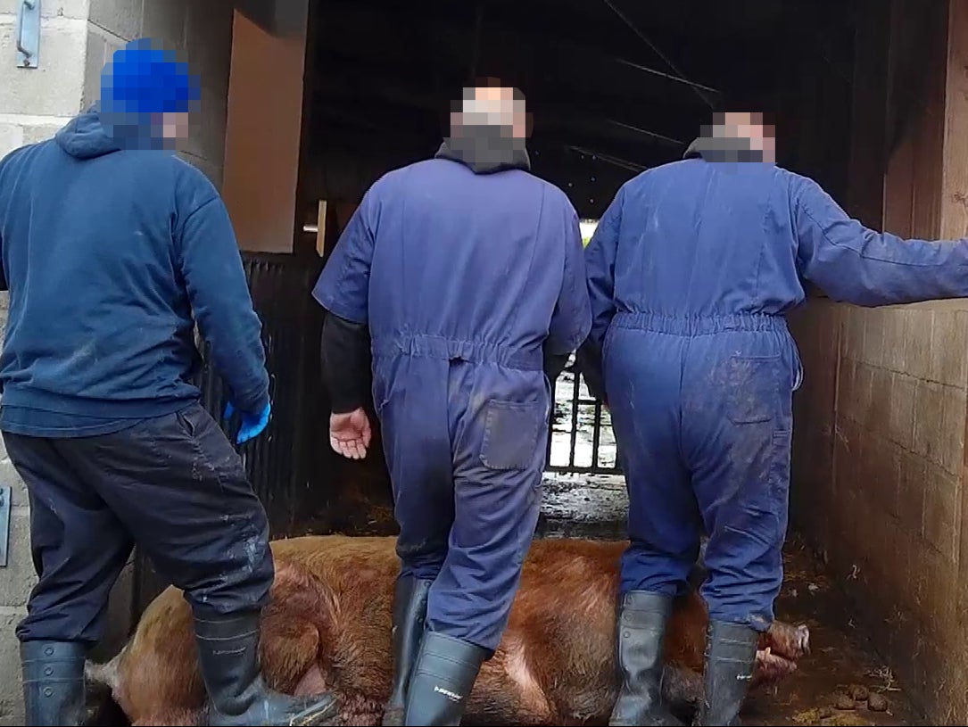 Workers use their boots to push a pig apparently too ill to move