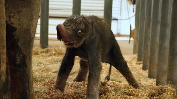 Kirby the Asian elephant is a little wobbly on her feet. The 314-pound calf was standing just six minutes after her birth