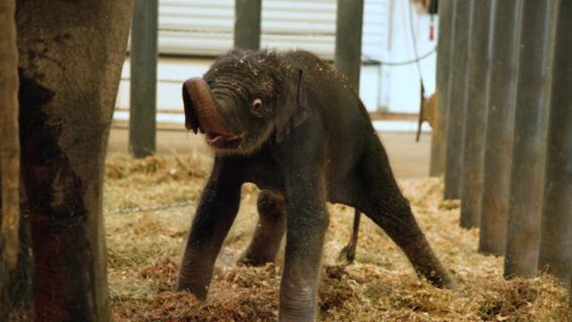 <p>Kirby the Asian elephant is a little wobbly on her feet. The 314-pound calf was standing just six minutes after her birth </p>