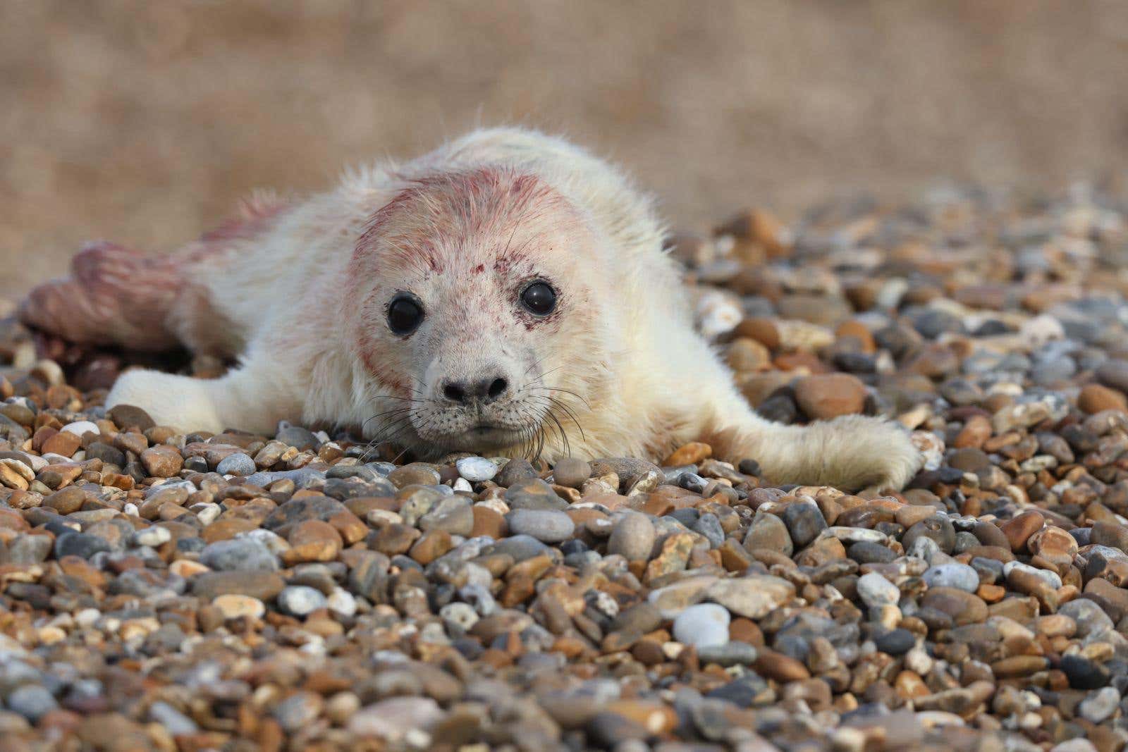 A newborn grey seal pup on the shingle at Orford Ness in Suffolk (National Trust/Ollie Page/PA)