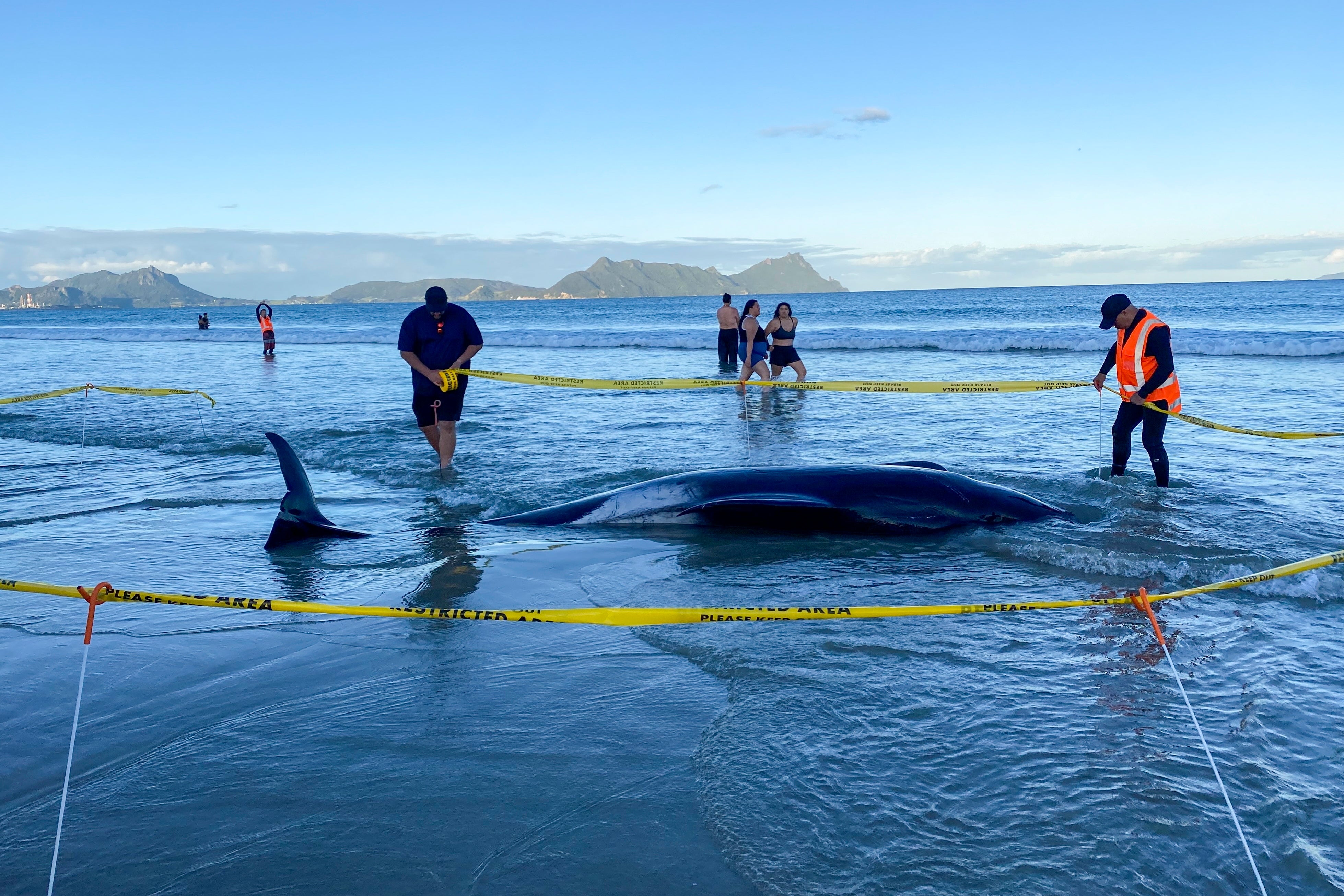 New Zealand Whale Stranding
