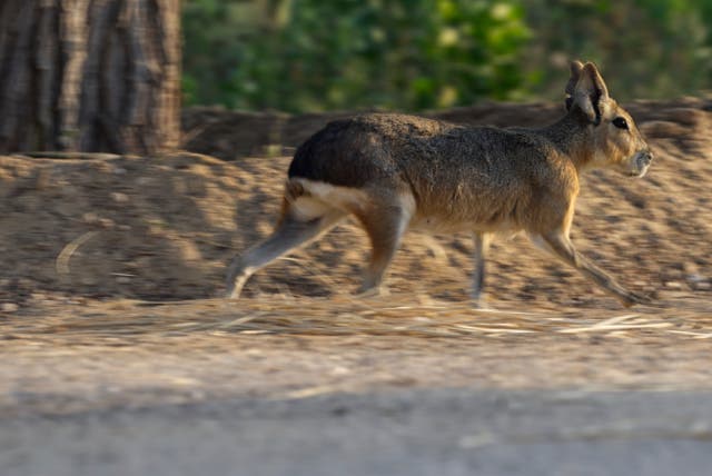 <p>A Patagonia mara runs at Al Qudra Lakes in Dubai, United Arab Emirates</p>