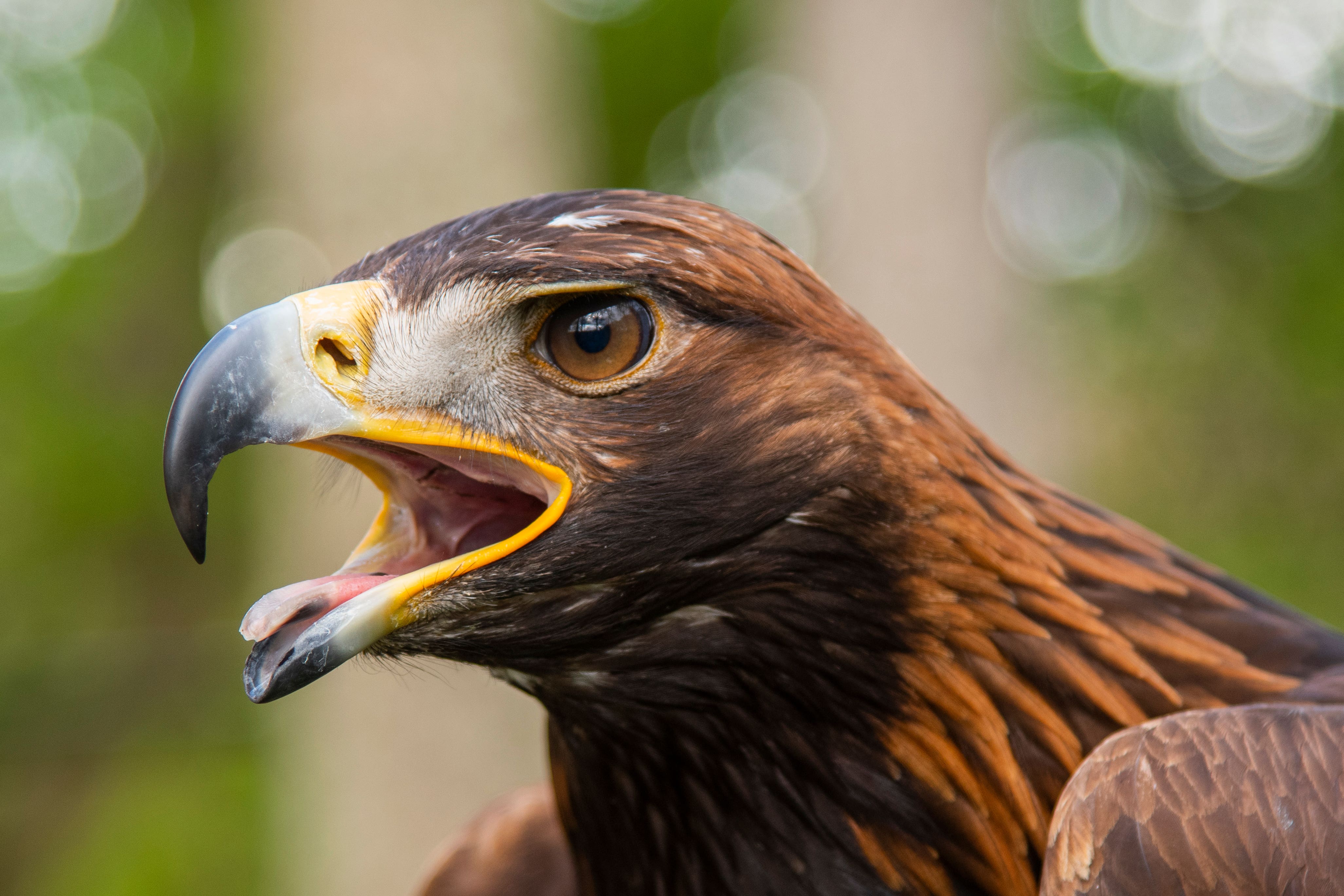 A golden eagle has died after being hit by a wind turbine in Dumfries and Galloway, in what is thought to be the first incident of its kind in southern Scotland (Phil Wilkinson/PA)