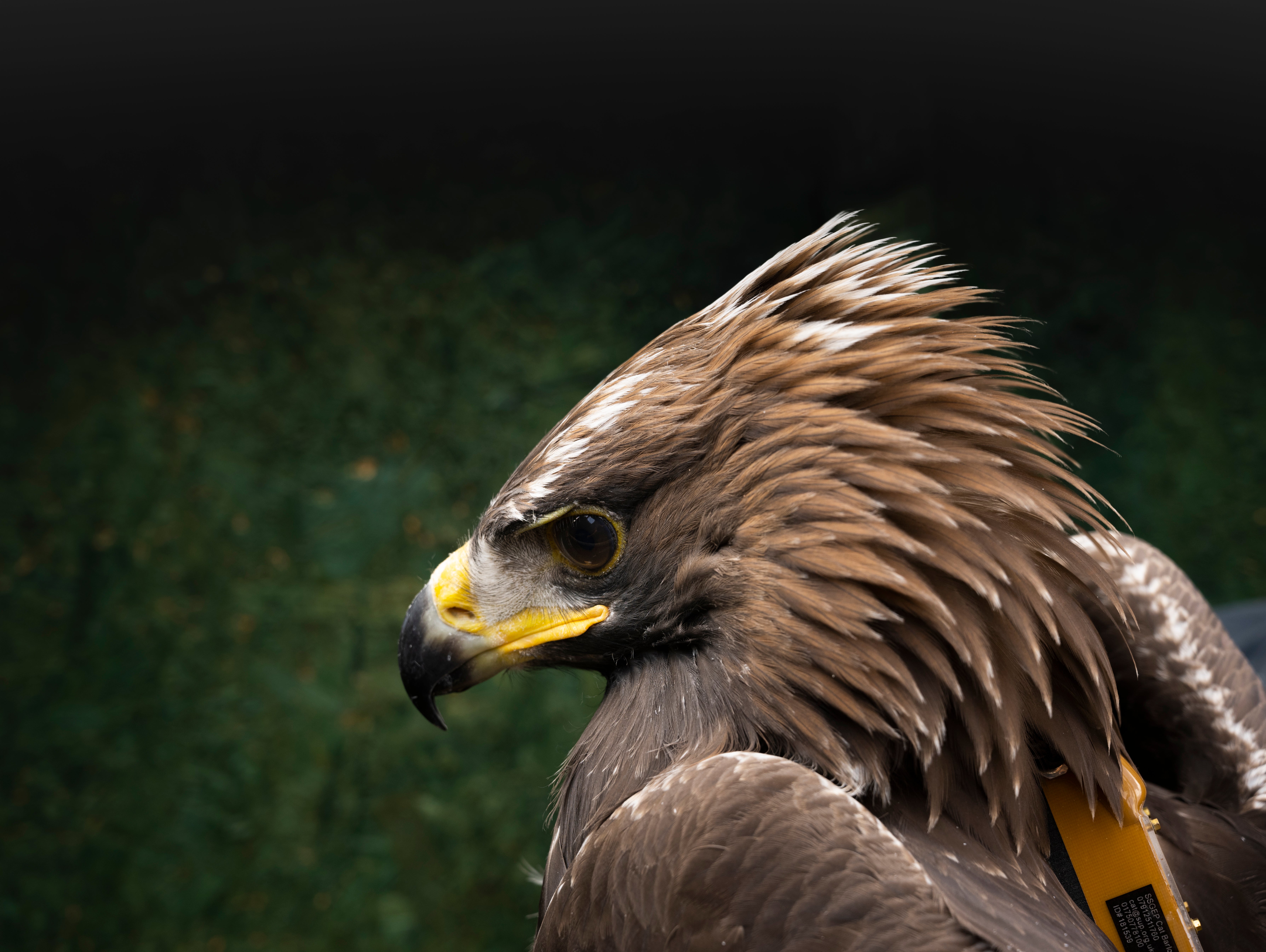 The South of Scotland Golden Eagle Project tags a number of locally-fledged eagles for monitoring and research (Phil Wilkinson/PA)