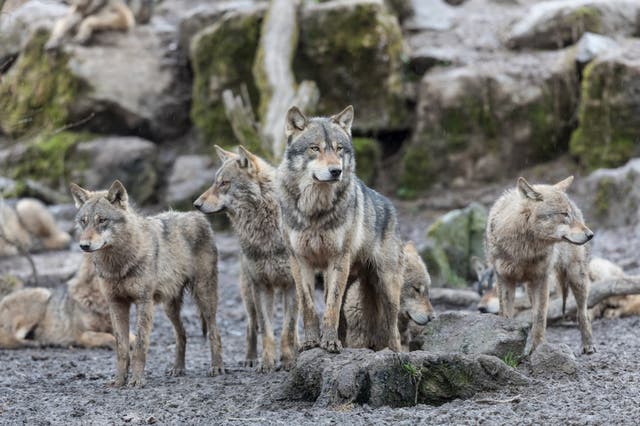 <p>The new wolf pack (stock image) has been spotted roaming the Lassan Volcanic National Park in California</p>