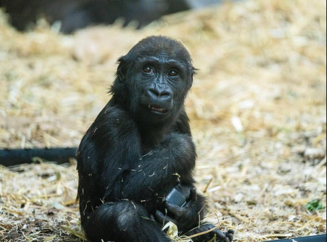 <p>Eyare, a 2-year-old female western lowland gorilla, died after a zookeeper ‘mistakenly activated the wrong door’ striking her in the head</p>