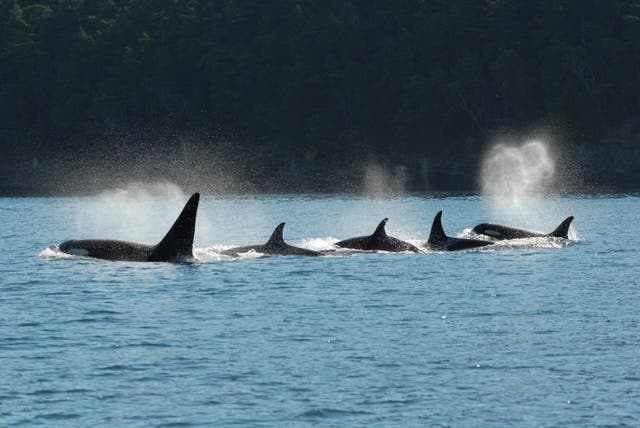 <p>A killer whale pod swims in tight configuration</p>