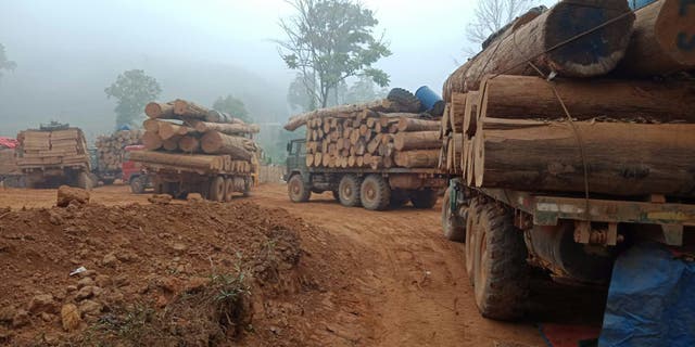 <p>File. Teak logs transported by trucks in Myanmar</p>