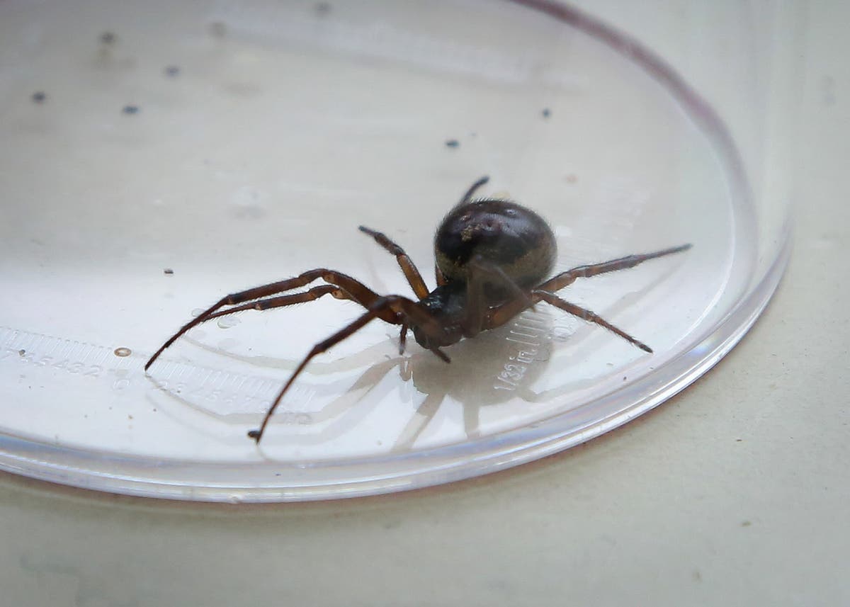 Inmates bitten by rats and venomous spiders as state of prisons laid bare in report