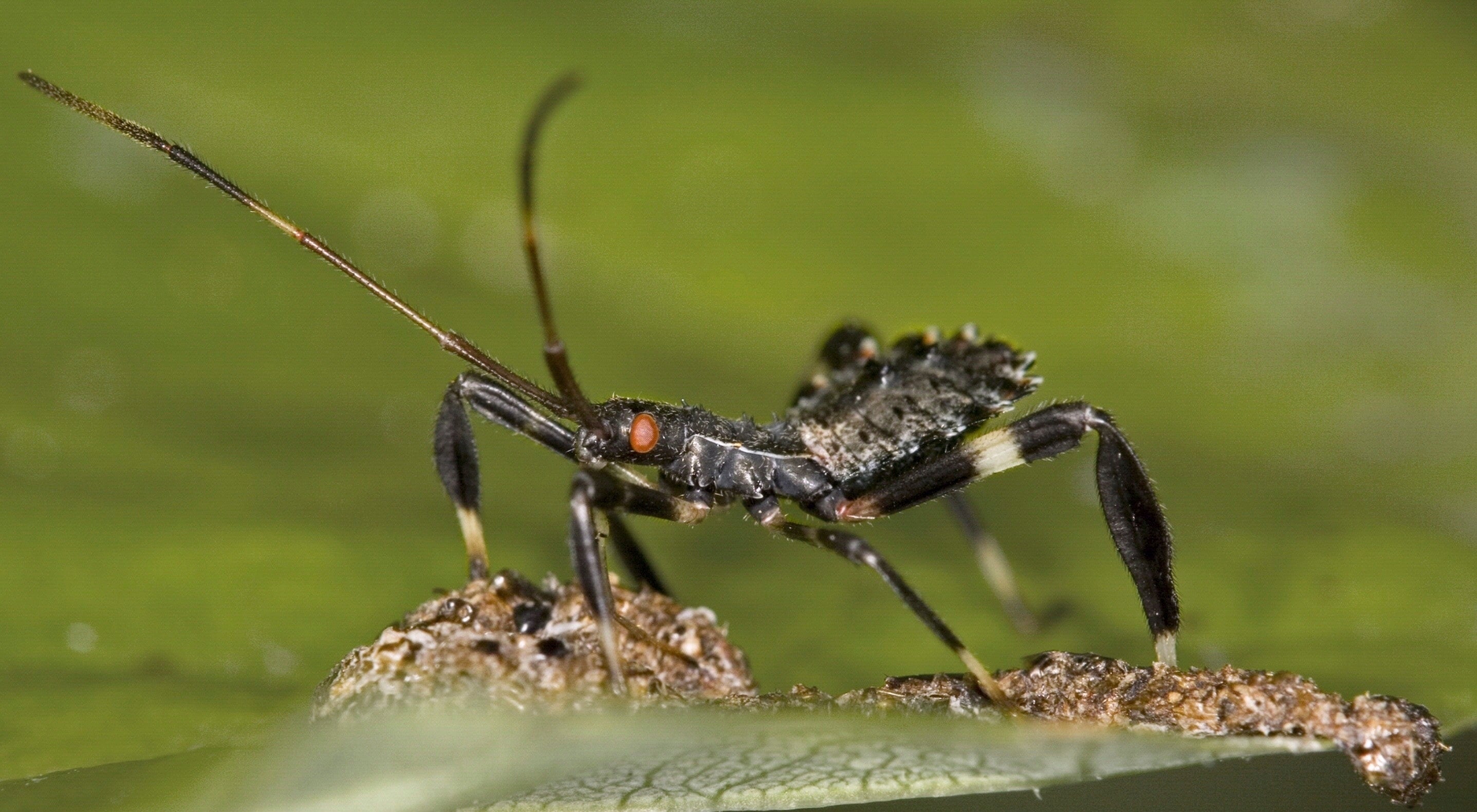 Gardening Embracing Insects