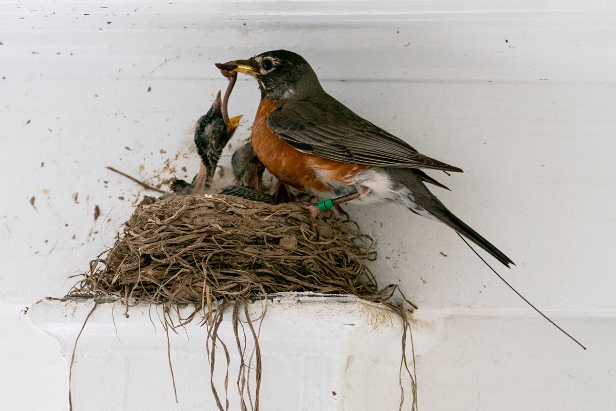 Commonly Reared Insects Views on garden insects are changing. Why many former 'pests' are now ...