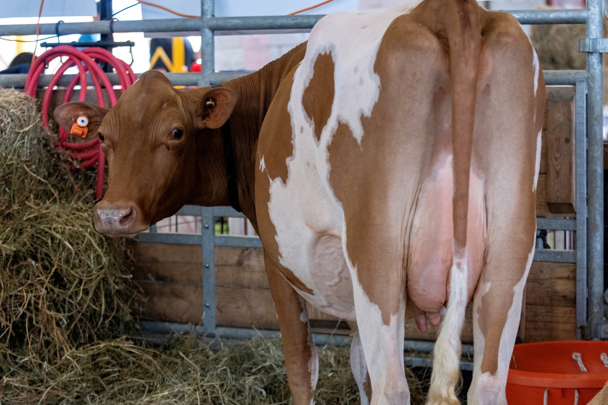 Man trampled to death by cattle on National Trust estate