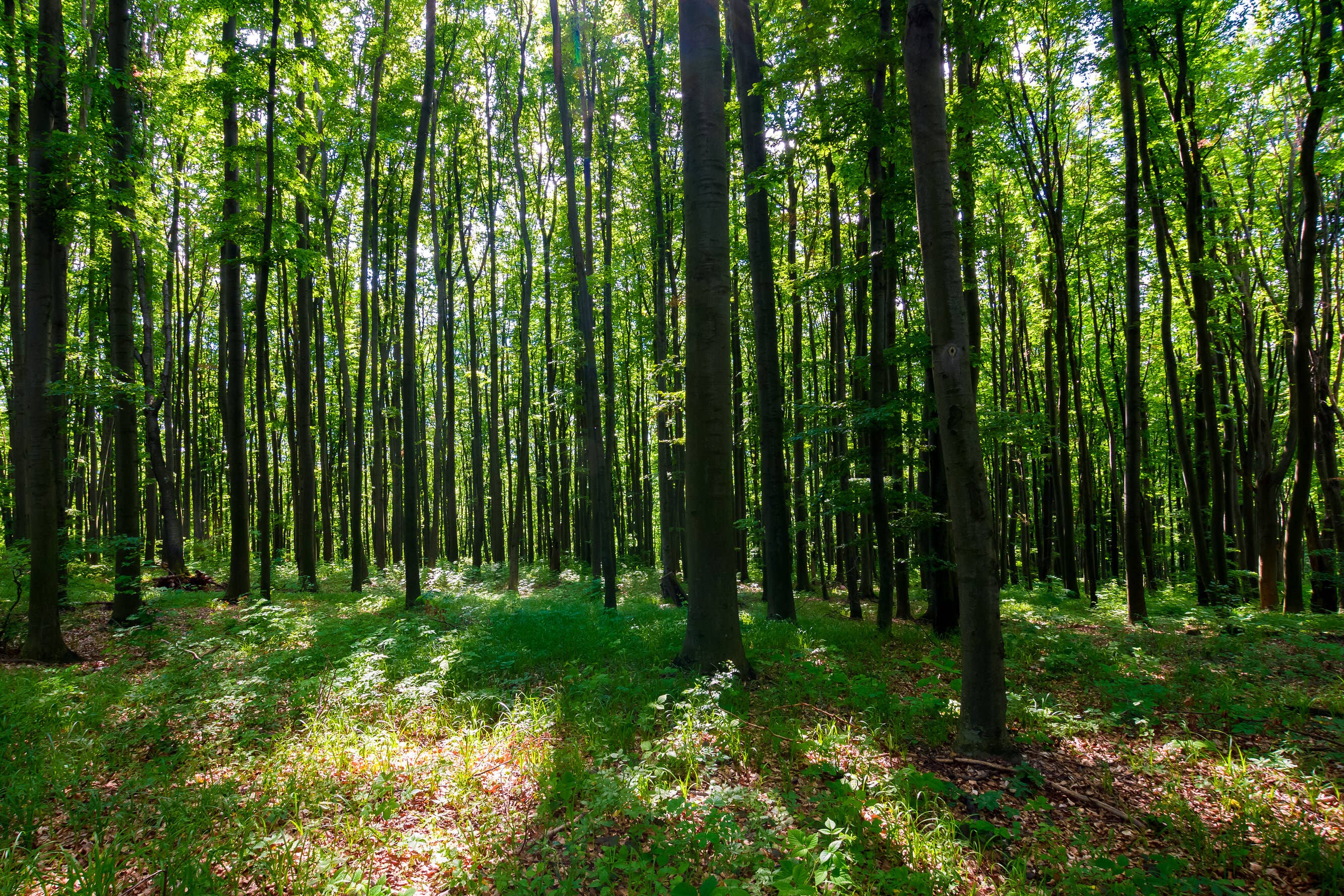 Planting the right kind of trees in the right place can help farms be resilient to climate change (Forestry Commission/PA)