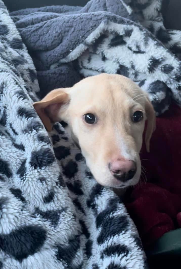 A Labrador-mix puppy named ‘Whiskey’ survived the crash with two broken legs and was taken to a veterinary hospital in Middleton, Connecticut said CBS