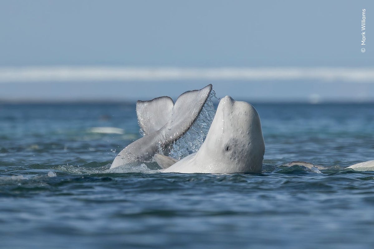 SeaWorld steps in to help rescue 30 whales from closed Canadian amusement park
