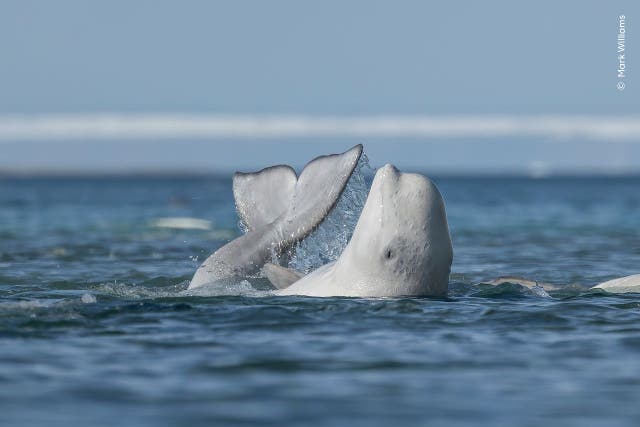 A beluga whale rubs on a shallow river bottom to exfoliate its skin (Mark Williams/Wildlife Photographer of the Year/PA)