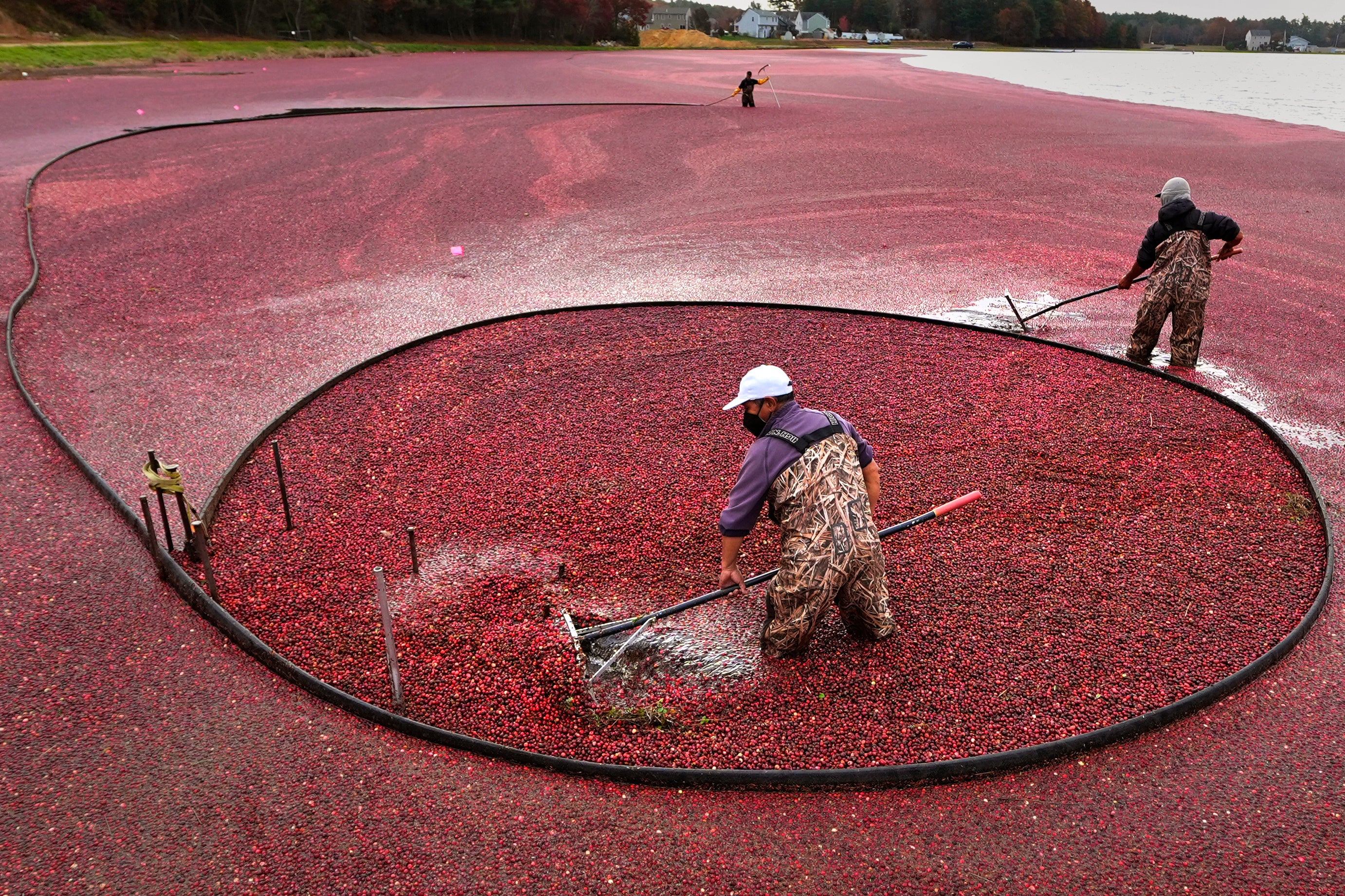 Workers adjust floating booms while wet harvesting cranberries at Rocky Meadow Bog, Friday, Nov. 1, 2024