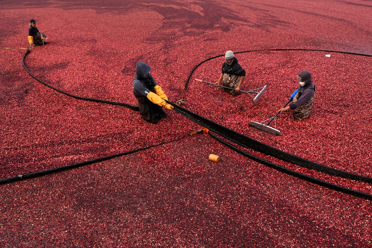 Millions will eat cranberry sauce on Thanksgiving. But…