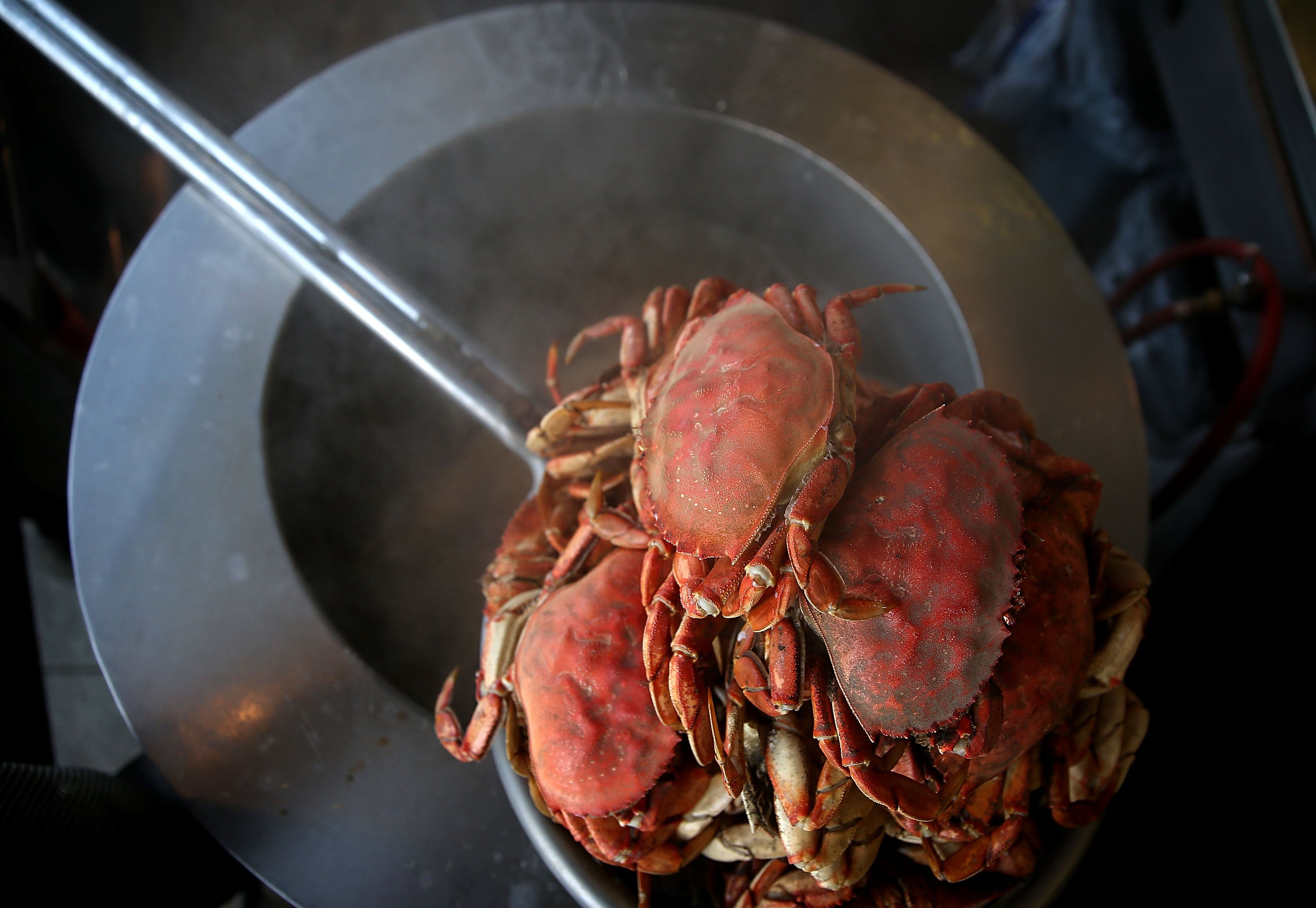 Freshly cooked crab sits on a pot of boiling water