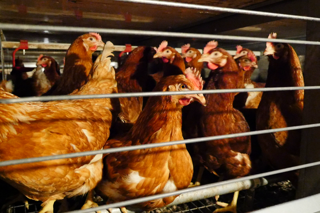 Campaigners are calling for an end to caged hens in the UK (Compassion in Wild Farming/PA)