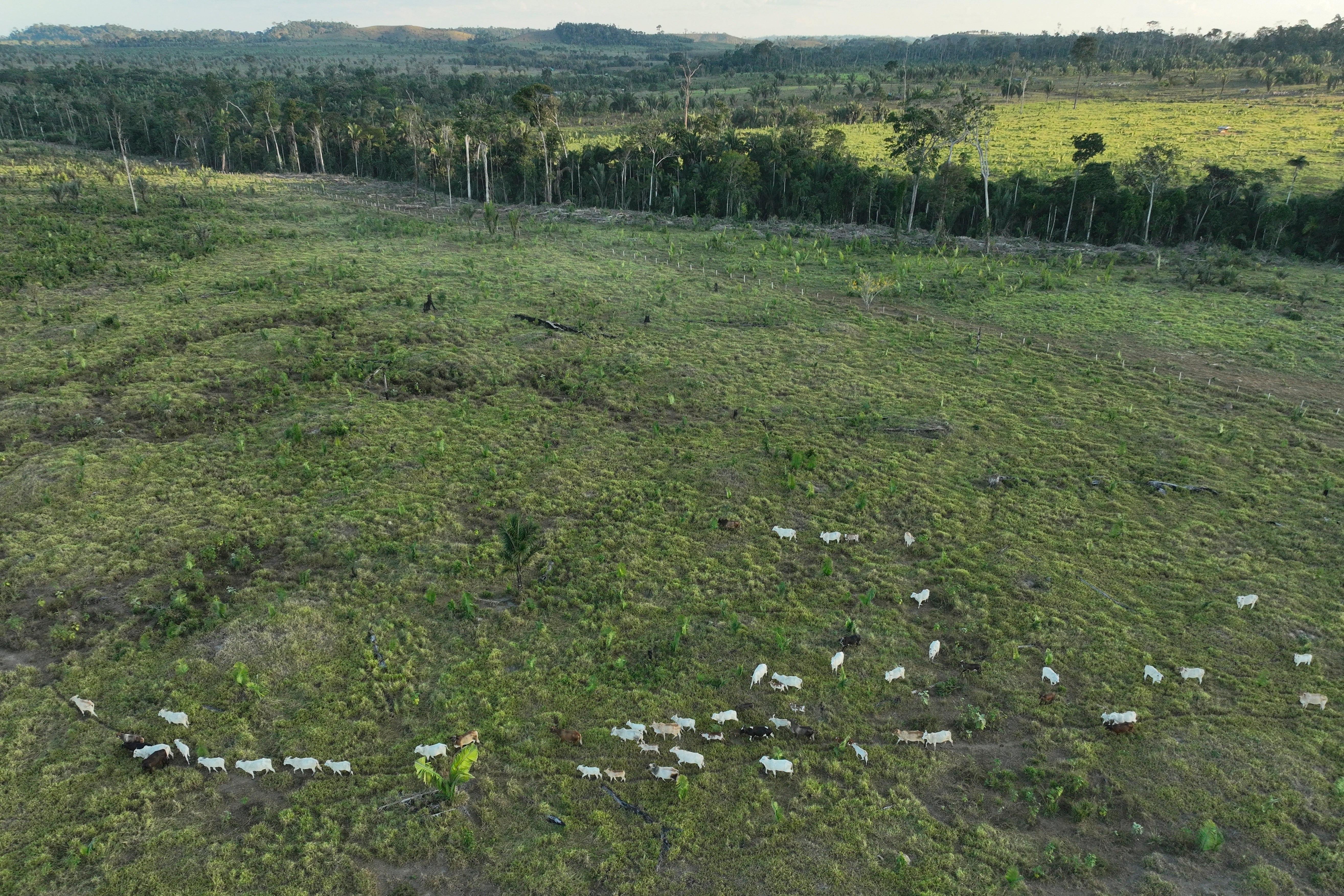 Brazil Deforestation Legislation