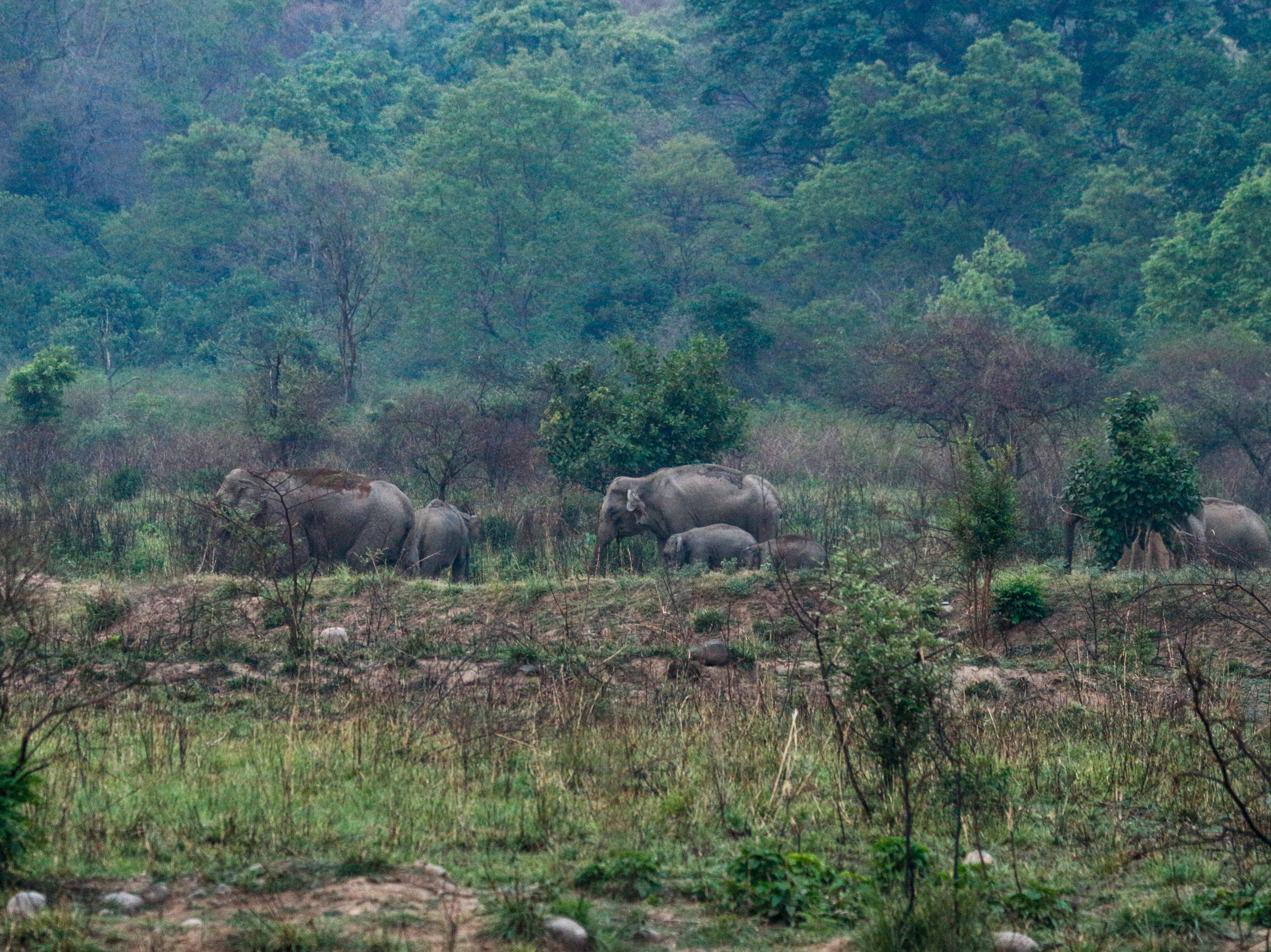 This picture taken on 11 May 2022 shows Indian elephants in the Jim Corbett National Park at Ramnagar in India’s Uttarakhand state