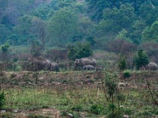 Wildlife camera traps used to spy on and harass women in Indian national park