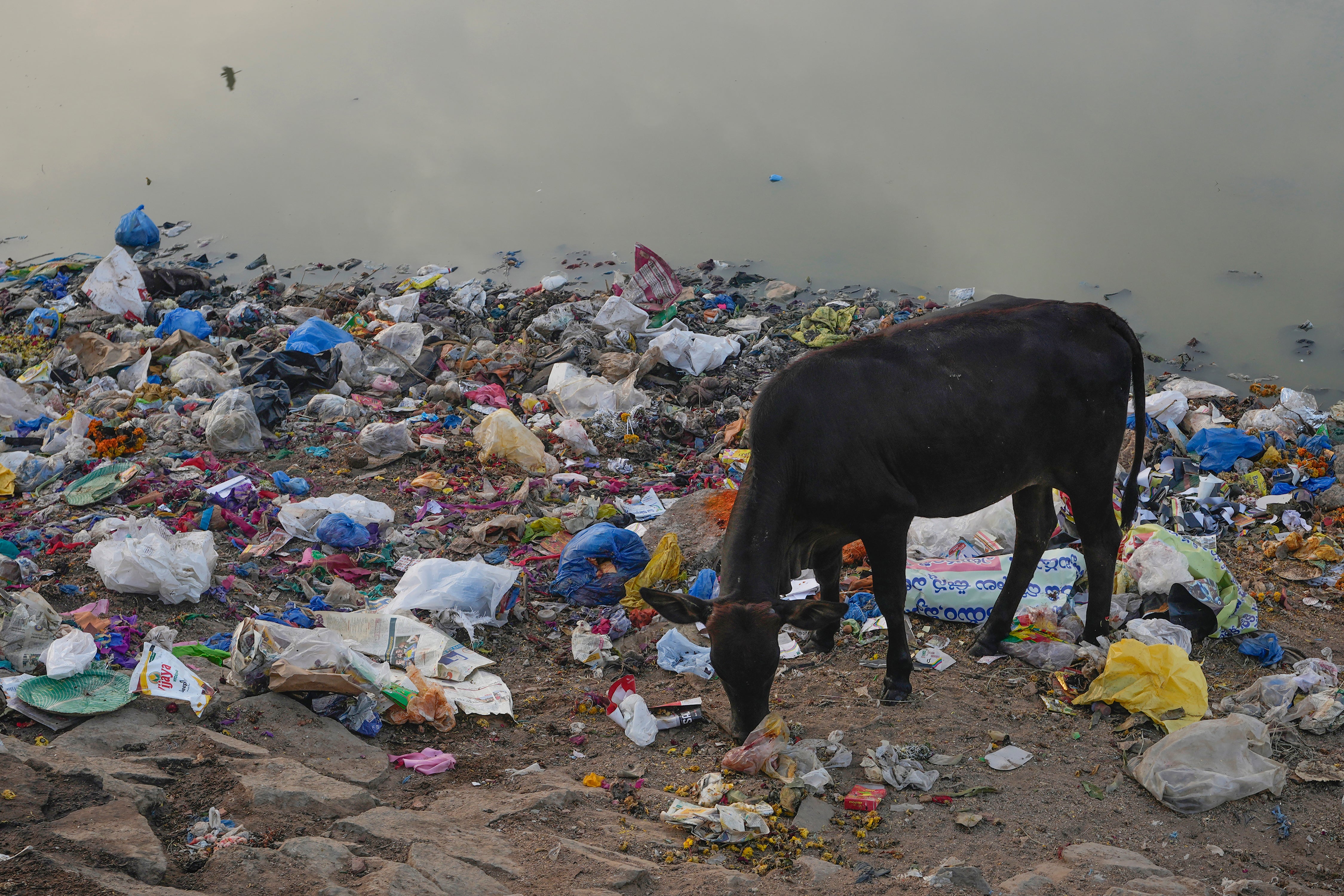 India unveils plans to use cow dung as fuel for vehicles. But is it really a green alternative? A cow looks for food by a polluted pond in Hyderabad, India, on 26 November 2024
