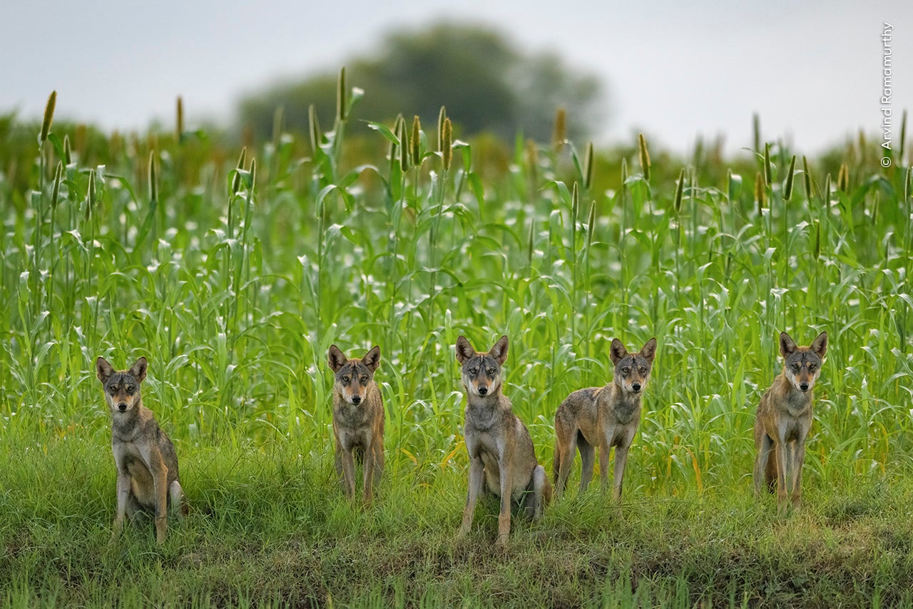 Wolf Pack by Arvind Ramamurthy (India)