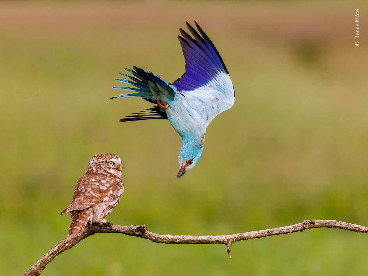 Annoying Neighbour by Bence Máté (Hungary)